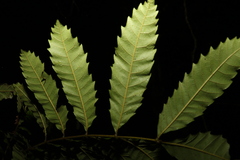 Cupaniopsis flagelliformis