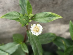 Eclipta prostrata