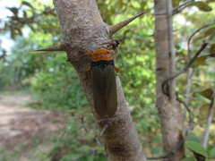 Fulgoridae