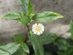 Eclipta prostrata