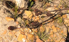 Leucadendron platyspermum