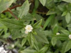 Eclipta prostrata