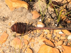 Leucadendron platyspermum