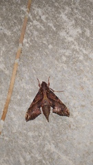 Eupanacra elegantulus