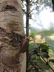 Fulgoridae