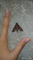 Eupanacra elegantulus