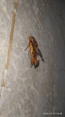 Eupanacra elegantulus