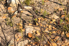 Leucadendron platyspermum