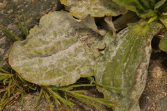 Golovinomyces sordidus