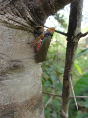 Fulgoridae