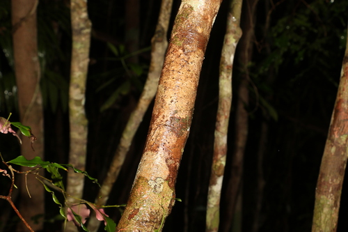 Syzygium unipunctatum, photograph 6