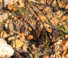 Leucadendron platyspermum
