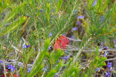 Melaleuca quadrifida