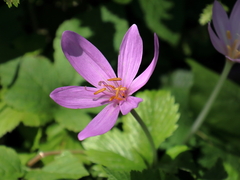 Colchicum