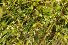 Arenaria serpyllifolia