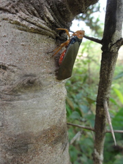 Fulgoridae