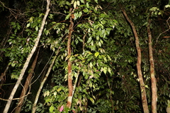 Syzygium unipunctatum