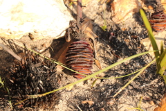 Leucadendron platyspermum
