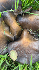 Omphalotus olivascens