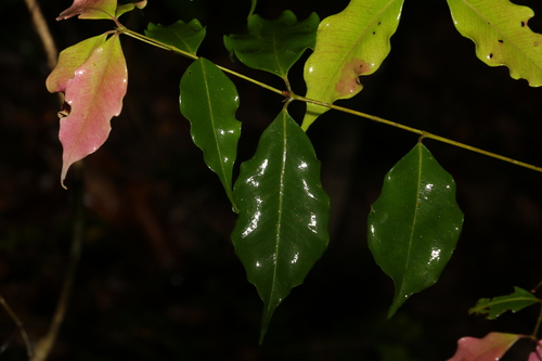 Syzygium unipunctatum, photograph 2