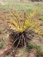 Cyathea dregei