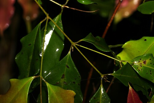 Syzygium unipunctatum, photograph 4