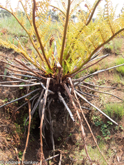 Cyathea dregei