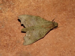 Aleuron chloroptera