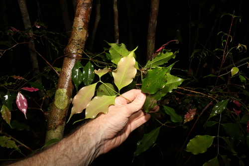 Syzygium unipunctatum, photograph 5