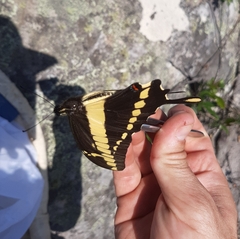 Heraclides thoas brasiliensis