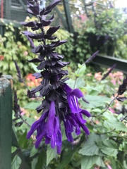 Salvia