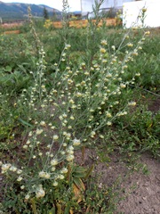 Artemisia jacutica