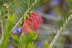 Melaleuca quadrifida