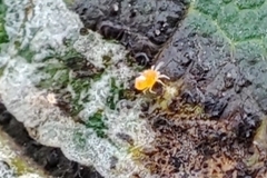 Acariformes