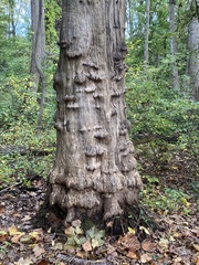 Platanus × hispanica