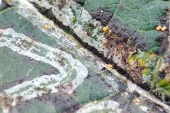 Acariformes