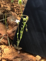 Wahlenbergia gracilenta