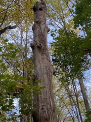 Platanus × hispanica