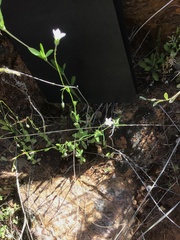 Wahlenbergia gracilenta
