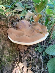 Ganoderma resinaceum
