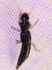 Pinophilus