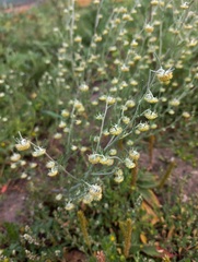Artemisia jacutica