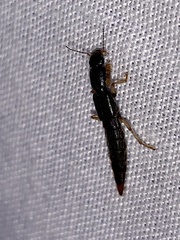 Pinophilus