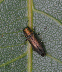 Agrilus