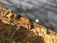 Wahlenbergia gracilenta