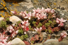 Sedum anglicum