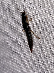 Pinophilus