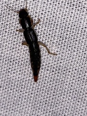 Pinophilus
