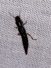 Pinophilus