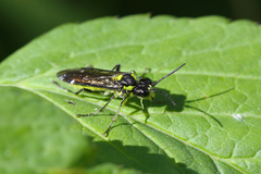 Tenthredo mesomela